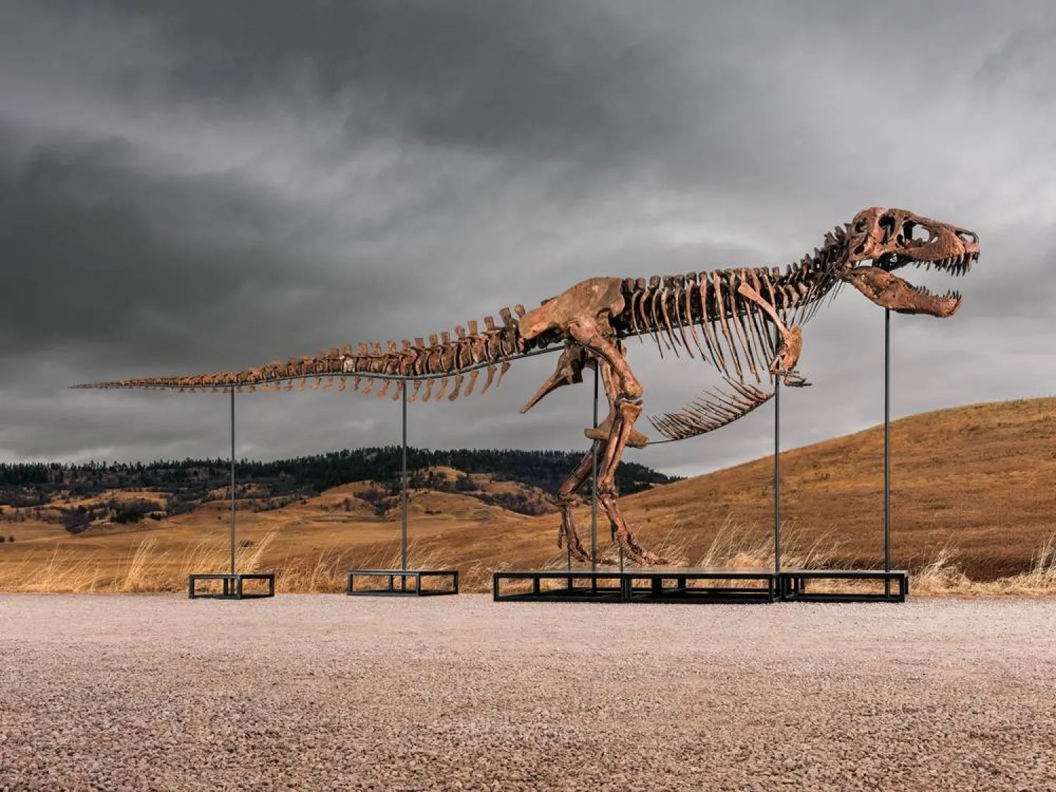 This undated photo provided by Sotheby's on Tuesday, July 14, 2026, shows "Gus," one of the largest and most complete Tyrannosaurus rex specimens ever discovered. (Matthew Sherman/Sotheby's via AP) 