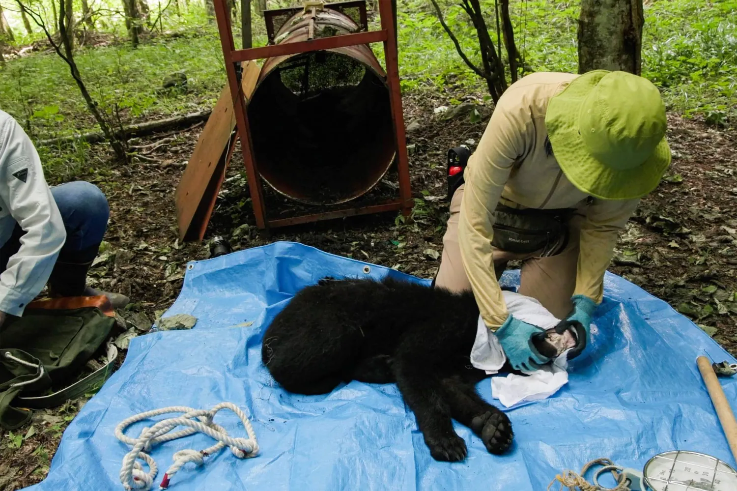 This frame grab from an AFP TV video shows a small female black bear tranquillized on the ground as wild bear experts Akiko Takii (R) and Shinshu University professor Shigeyuki Izumiyama collect blood and fur samples for academic research in Ina, Nagano Prefecture, on July 14, 2026, before the researchers weigh and measure the bear, believed to be about 18 months old, before releasing it back into the wild. (Photo by Harumi OZAWA / AFP)