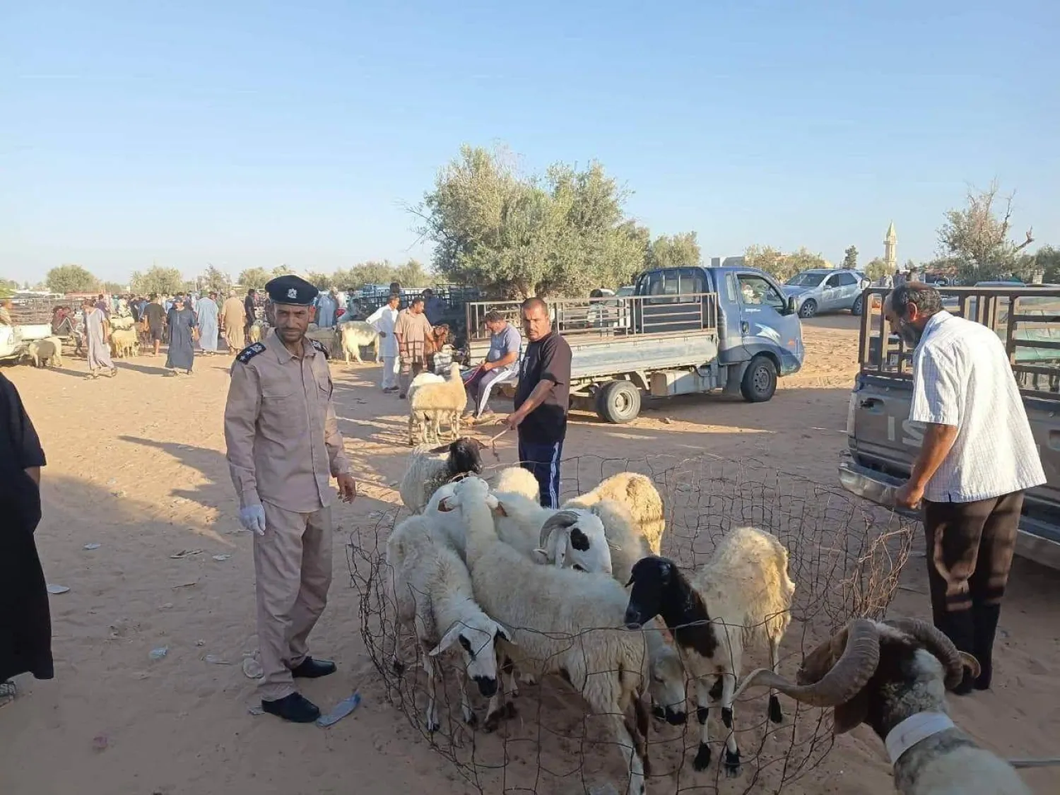 سوق لبيع المواشي والأغنام في الزاوية (الشرطة الزراعية)