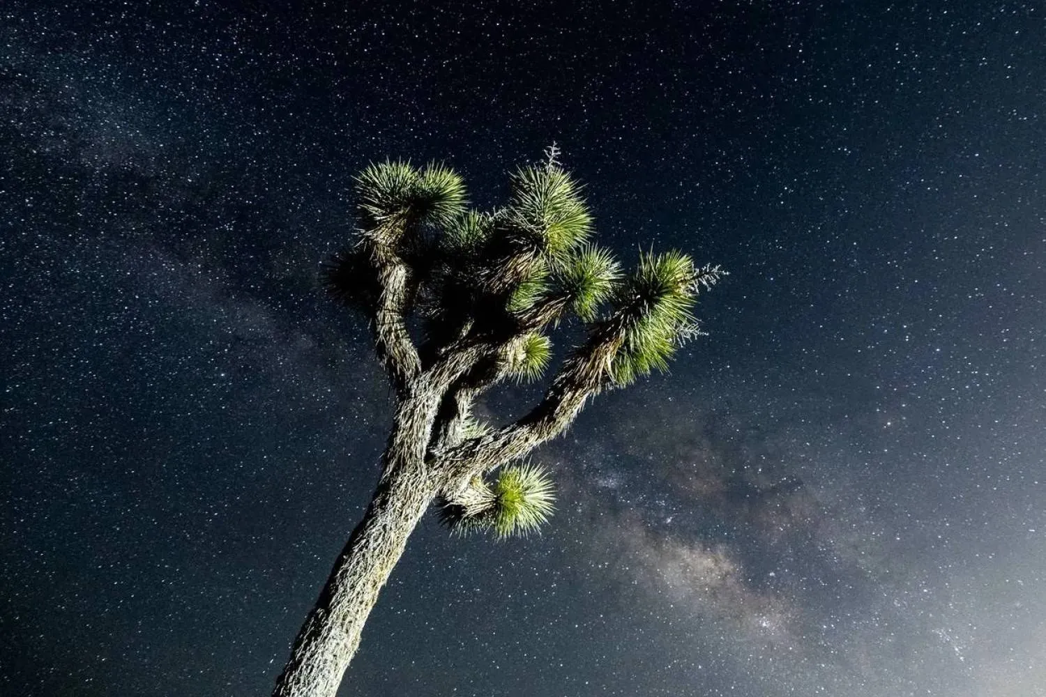 Night sky over single tree (AFP) 