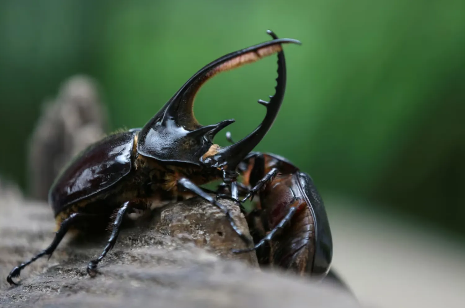 FILE: Beetles, which are sold as pets to several countries around the world and traded with the Kmushicoin cryptocurrency created by Tierra Viva, climb a trunk at the company's production plant, where bio-compost and bio-fertilizer are produced, in Tunja, Colombia, October 8, 2021. REUTERS