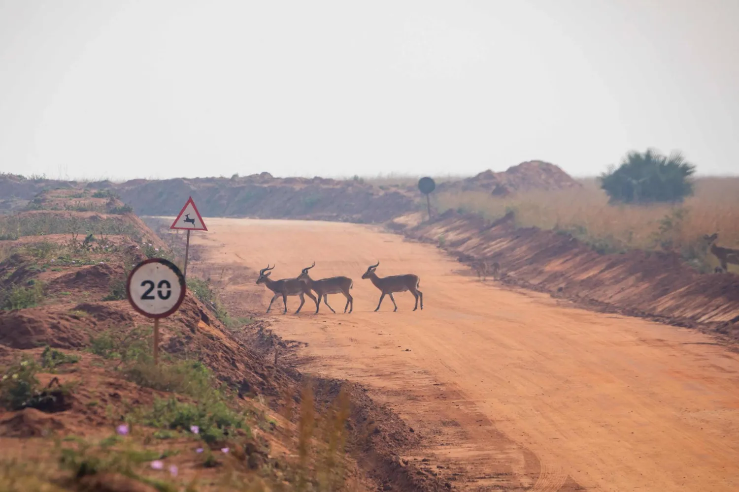 (FILES) Antelopes cross a road in northwest Uganda, on February 22, 2023. (Photo by BADRU KATUMBA / AFP)