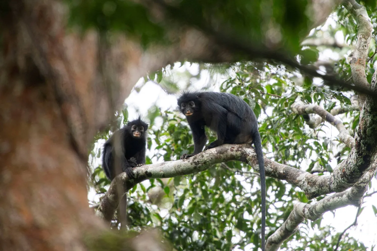 Two 'Likweli' monkeys of a newly-identified species of Colobus monkey, discovered in Lomami National Park, sit on a tree branch, in the Democratic Republic of the Congo, in this undated handout image. Daniel Rosengren, Frankfurt Zoological Society/Handout via REUTERS