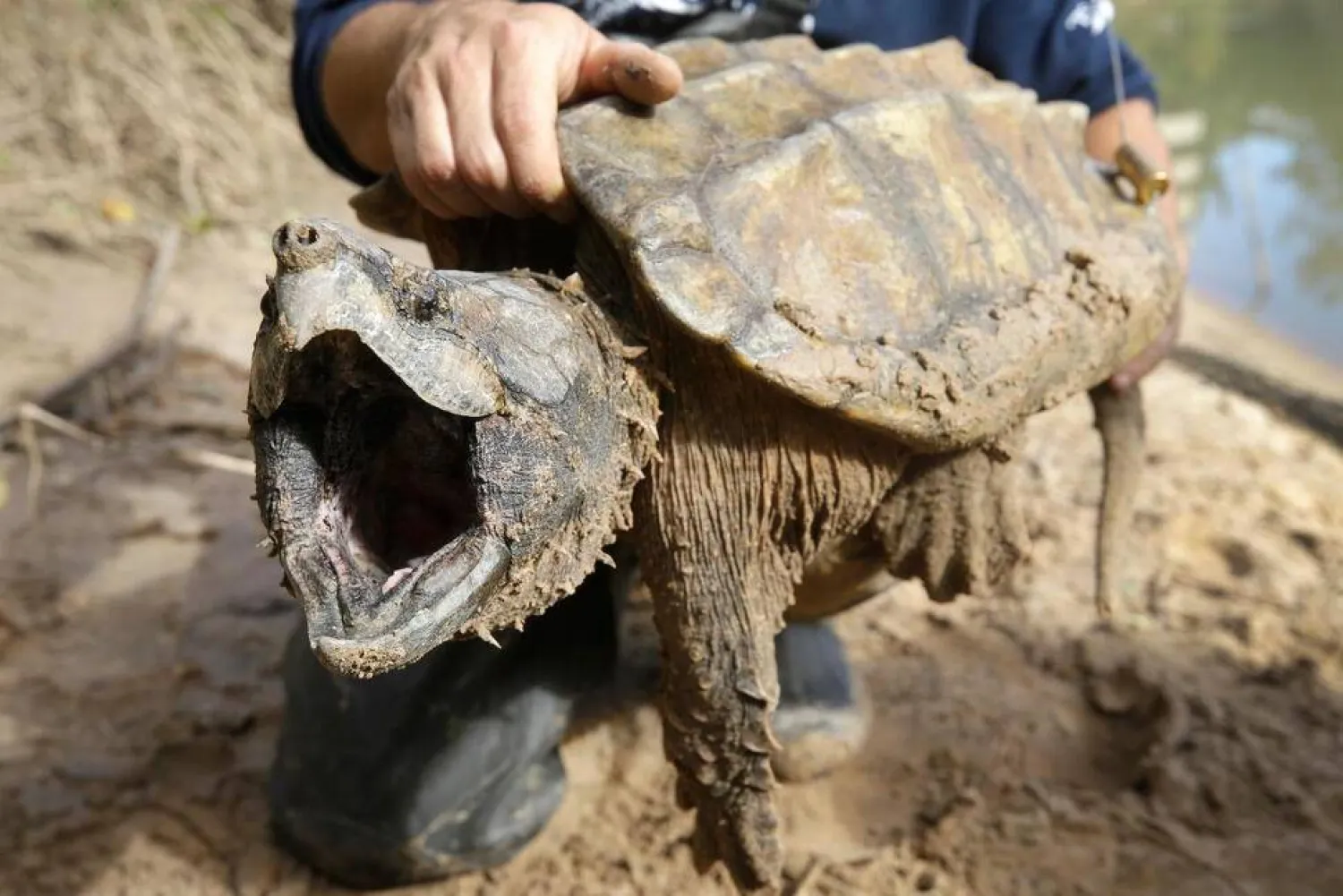 FILE - A male alligator snapping turtle is held after being trapped by the Turtle Survival Alliance-North American Freshwater Turtle Research Group, Nov. 24, 2018, as part of the process of tagging turtles. (Melissa Phillip/Houston Chronicle via AP, File)