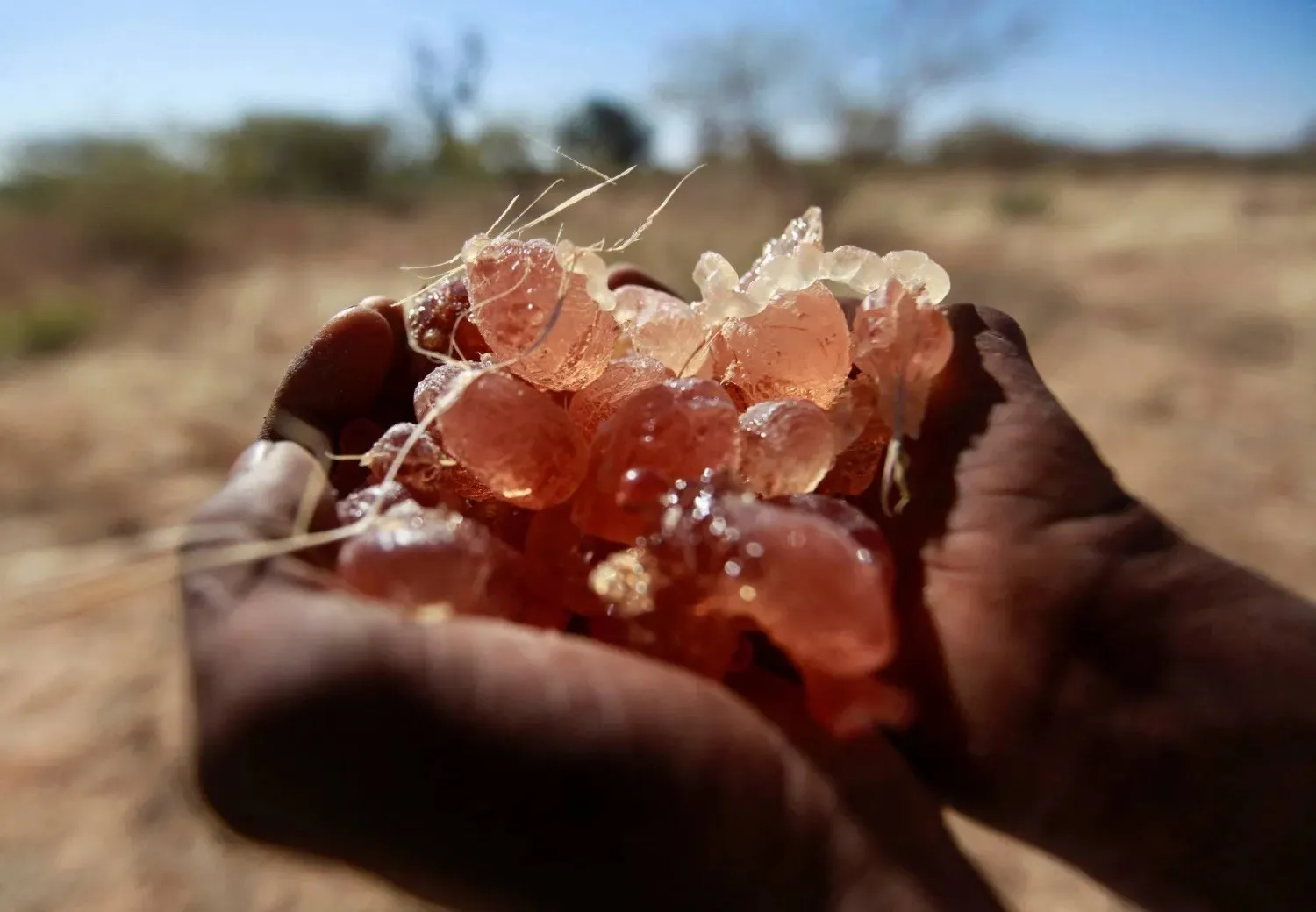 A farmer harvests gum arabic near the town of En Nahud in western Sudan, a major center for gum arabic production, December 18, 2012. (Reuters) 