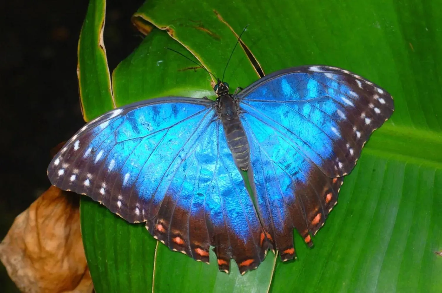 A close-up of a Blue Morpho Butterfly on a leaf. (Getty Images)