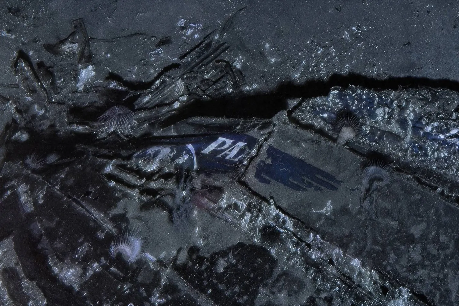 This undated composite image provided by Air/Sea Heritage Foundation and Deep Sea Vision on Tuesday, July 21, 2026, shows a Pan American World Airways logo on the nose section of the Clipper Endeavor wreck. (Air/Sea Heritage Foundation and Deep Sea Vision via AP) 