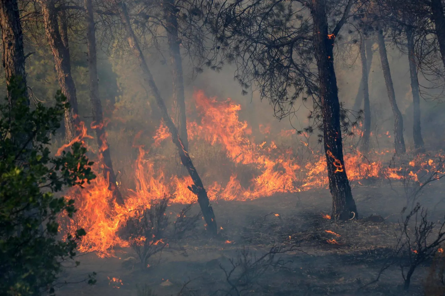  A wildfire rages in a mountainous area near the town of Al Hachimia, Bouira Province, on July 21, 2026. (AFP) 