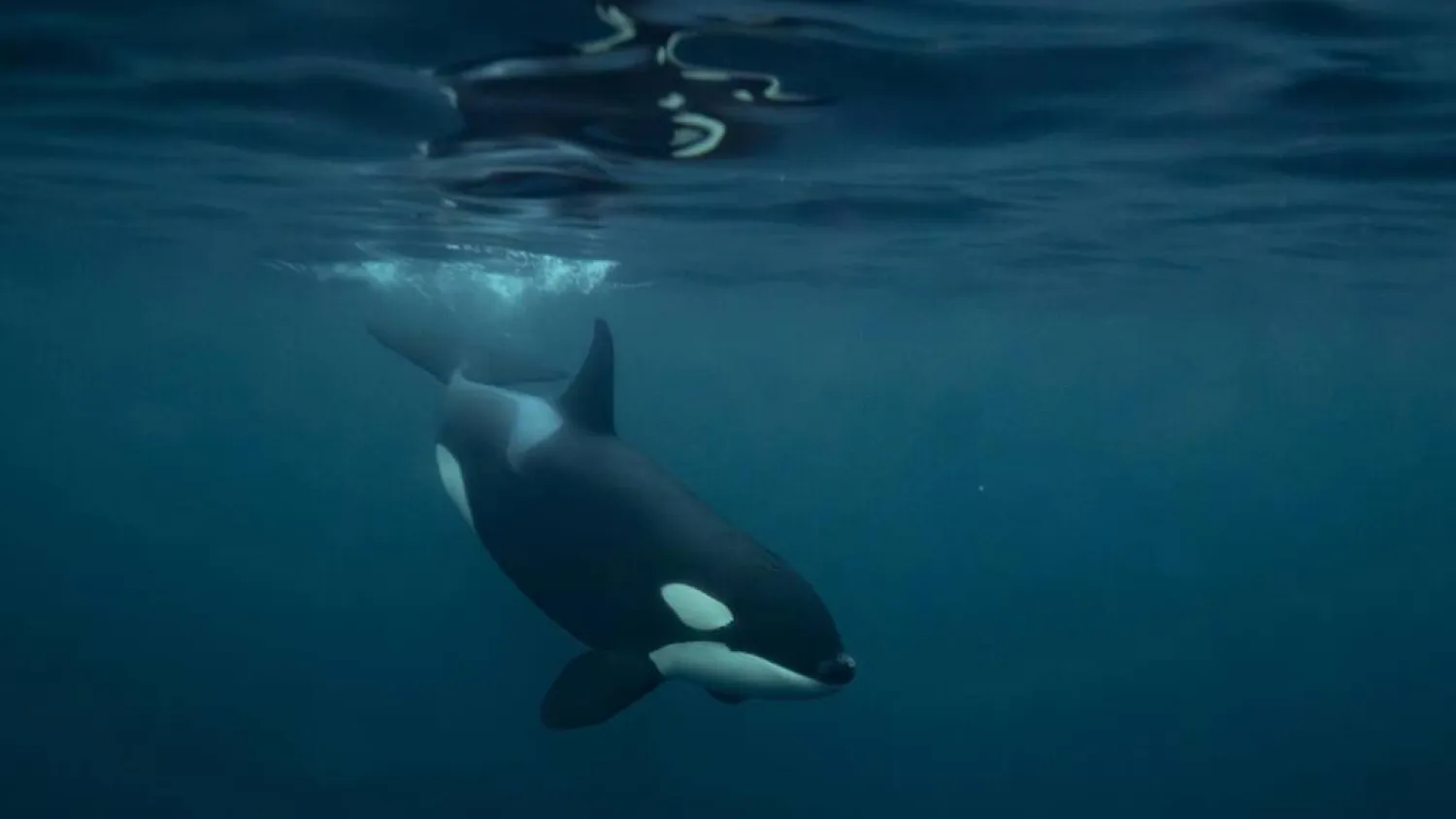 Killer whales are highly intelligent apex predators and have been known to play with their prey and deploy sophisticated tactics to ensnare them. Olivier MORIN / AFP/File
