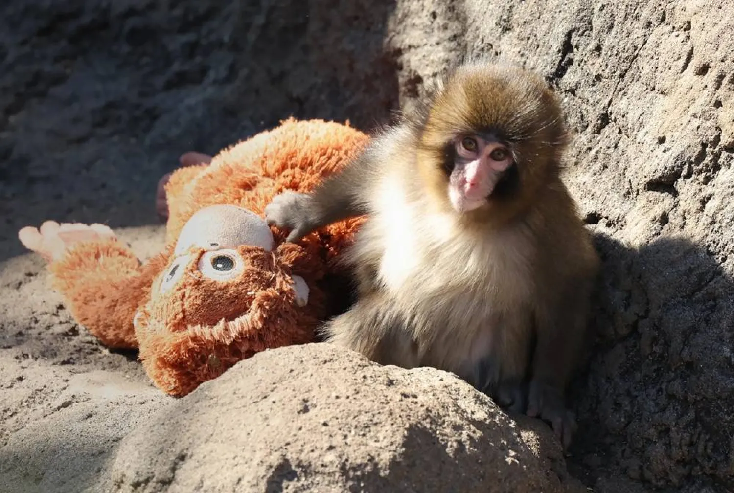Abandoned by his mother and spurned by some peers, the young macaque shot to stardom after he was seen clinging to a plush orangutan toy from IKEA for comfort at Ichikawa City Zoo outside Tokyo. (Jiji Press/AFP)