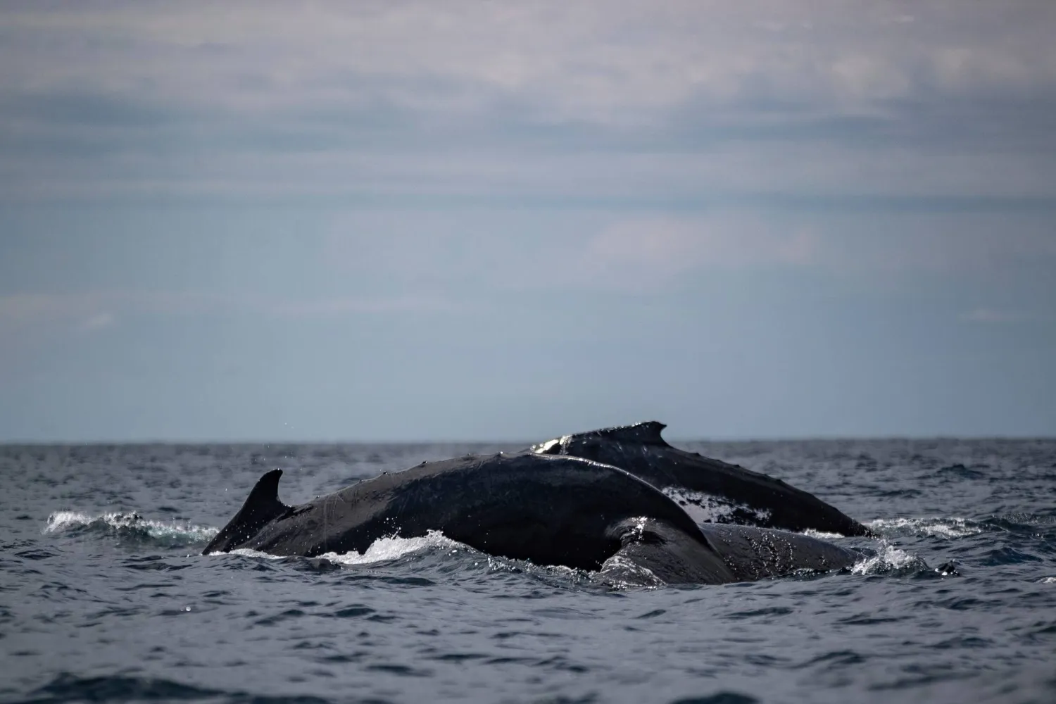 FILE - Humpback whales surface together in Bahia Solano, Colombia, Sunday, Aug. 27, 2023. (AP Photo/Ivan Valencia, File)