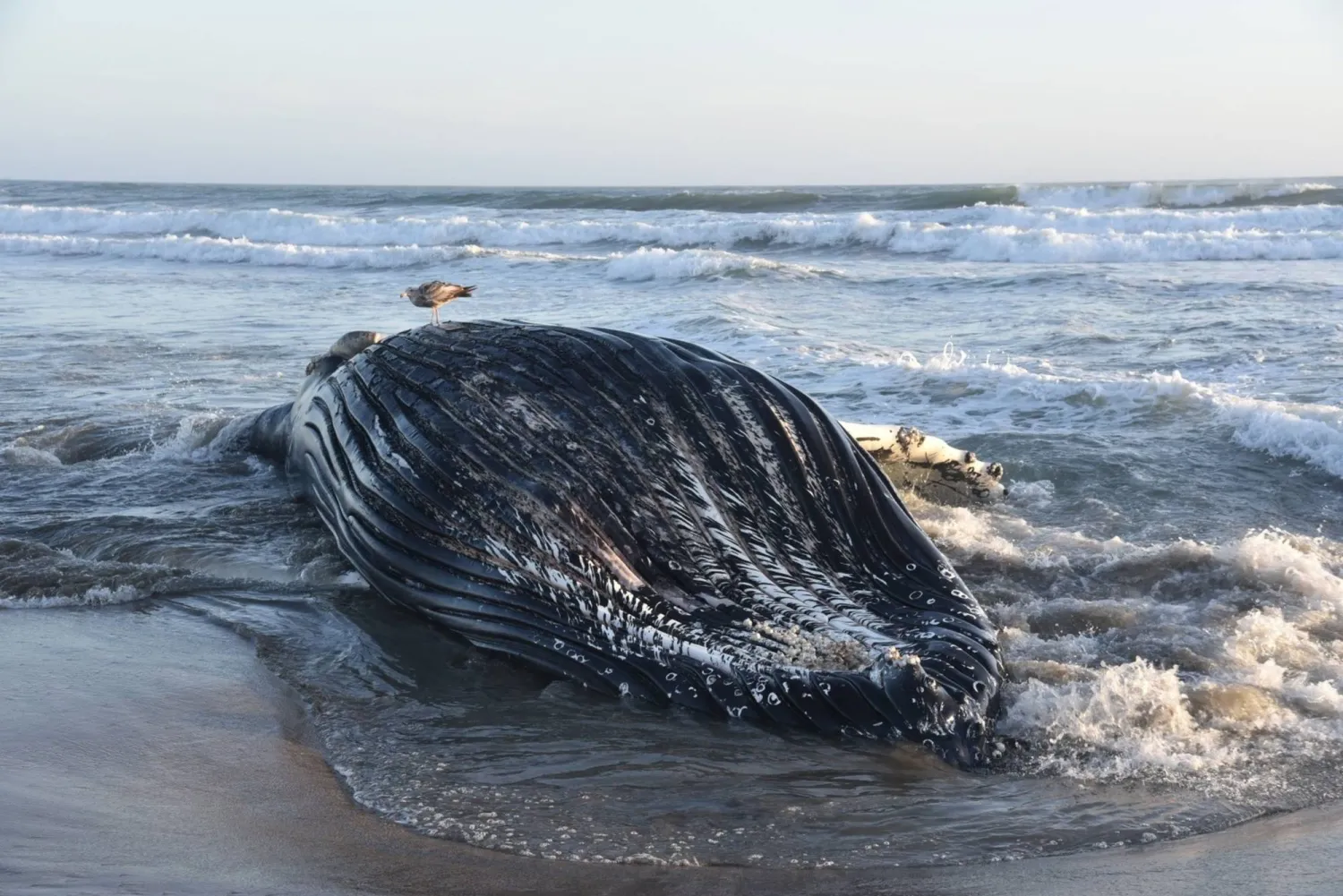 This handout picture provided by the Marine Mammal Stranding Network at UC Santa Cruz shows a juvenile humpback whale that washed ashore after dying from domoic acid poisoning, on Sunset Beach near Watsonville, in the Monterey Bay, California, on June 5, 2026. (Photo by Handout / Marine Mammal Stranding Network, UC Santa Cruz / AFP) 