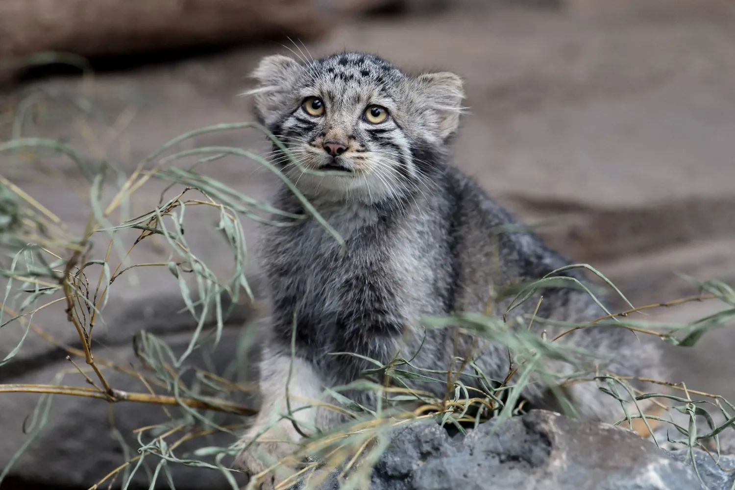 A Pallas's cat kitten is seen in its enclosure at Kobe Animal Kingdom in Kobe on July 27, 2026. (Photo by PAUL MILLER / AFP)