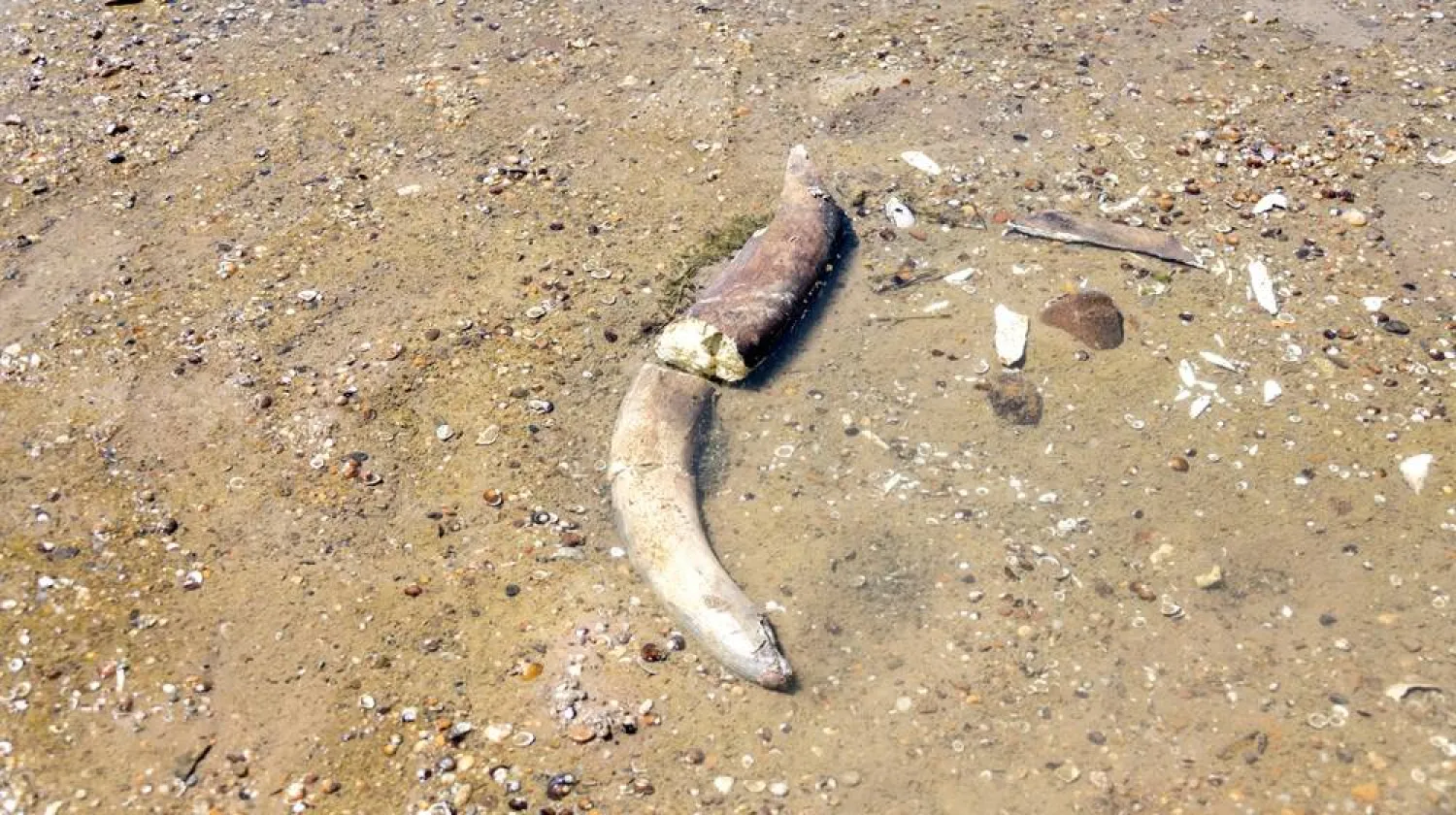 The remains of what historians believe is an ancient mammoth, which emerged after the Danube River's water level receded to a record low, lie on the riverbed near the village of Ryahovo, Slivo pole municipality, Bulgaria, in this handout image released on July 29, 2026. (Lyuboslav Yordanov/Slivo pole municipality/Handout via Reuters)