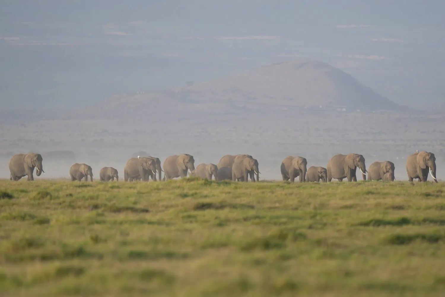  A herd of elephants grazes in Amboseli National Park in Kajiado, Kenya, Feb. 12, 2026. (AP)