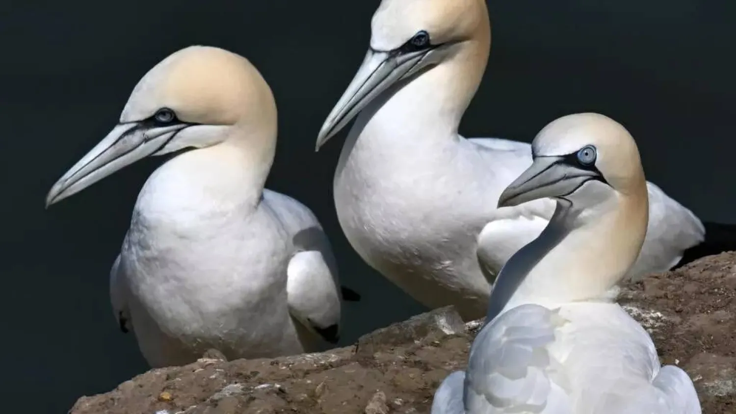 Gannets nesting in northern England. OLI SCARFF / AFP