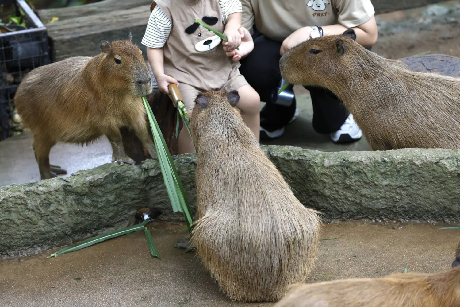 A young visitor feeds capybaras at Khao Kheow Open Zoo in Sriracha district, Chonburi province, Thailand, 29 July 2026. EPA/RUNGROJ YONGRIT