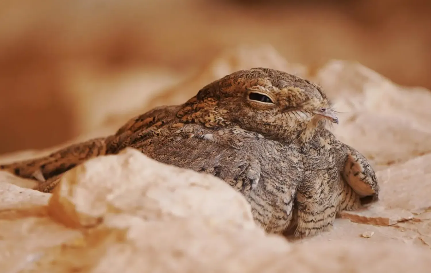 The nocturnal desert bird is a rare and elusive species listed as Least Concern (LC) on the International Union for Conservation of Nature (IUCN) Red List - SPA