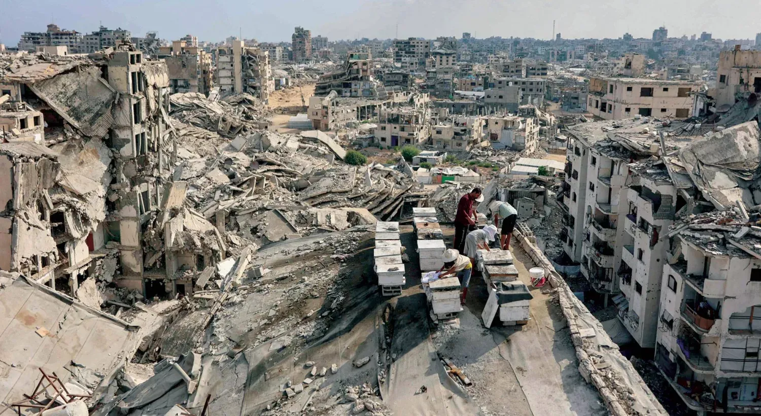 Dün Gazze şehrinin Tel el-Hava mahallesinde yıkılmış bir binanın çatısında oğullarıyla birlikte arı kovanlarıyla ilgilenen bir Filistinli, (AFP)