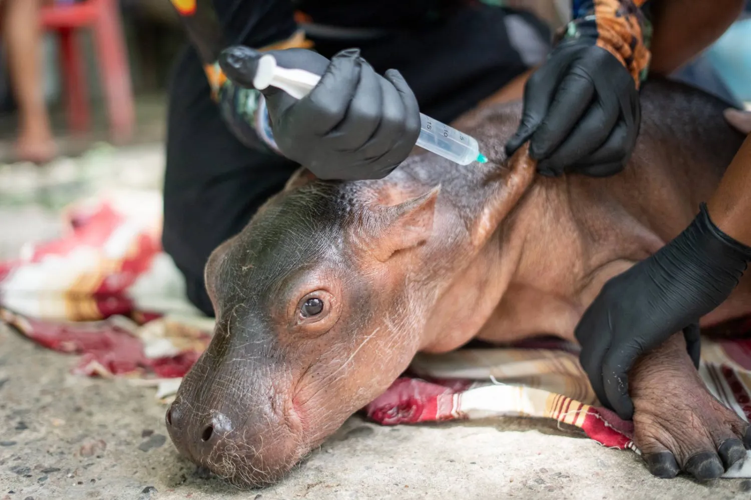 This handout image released by the Cornare Environmental Authority Press Office on August 4, 2026, shows personnel administering medical care to a newborn hippopotamus after it was rescued by fishermen in a rural area and handed over to the Cornare environmental authority for transport to Hacienda Napoles Theme Park for a medical assessment in Puerto Triunfo, Antioquia department, Colombia.. (Photo by Handout / CORNARE / AFP)