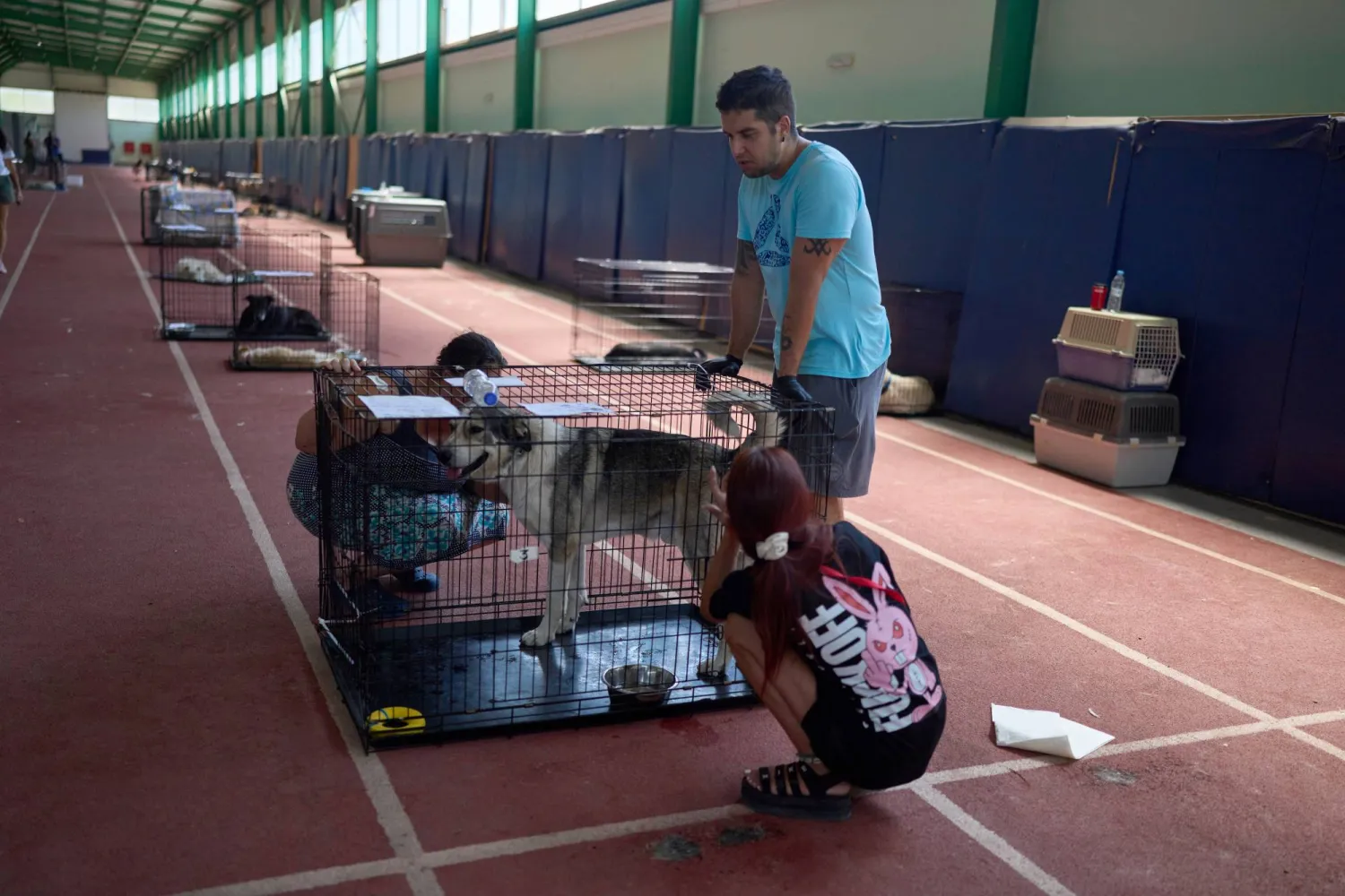 Volunteers tend to a dog rescued from recent wildfires at a temporary animal shelter inside a stadium in Megara, west of Athens, Greece, Wednesday, Aug. 5, 2026. (AP Photo/Petros Giannakouris)
