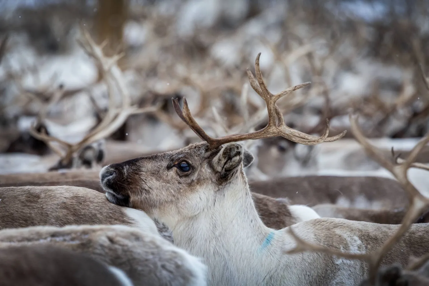 Reindeer move in a corral in Jergul, Norway, March 12, 2024. REUTERS/Lisi Niesner