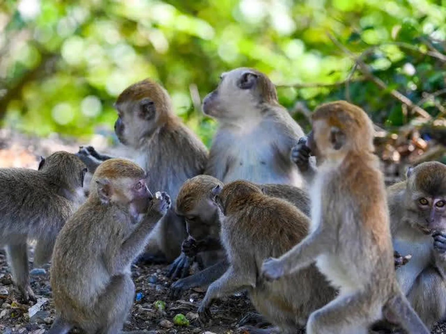 Long-tailed macaques are a common sight in Indonesia, even in urban areas where conflict with humans occurs. CHAIDEER MAHYUDDIN / AFP
