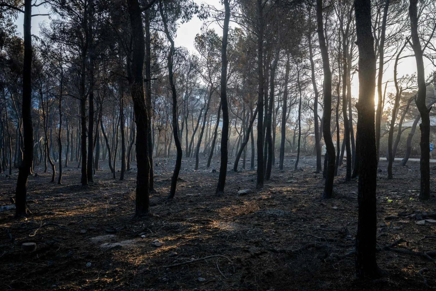 This photograph taken on August 5, 2026, shows a burnt area after a wildfire in Porto Germeno, some 70 kilometers (45 miles) northwest of Athens. (AFP)