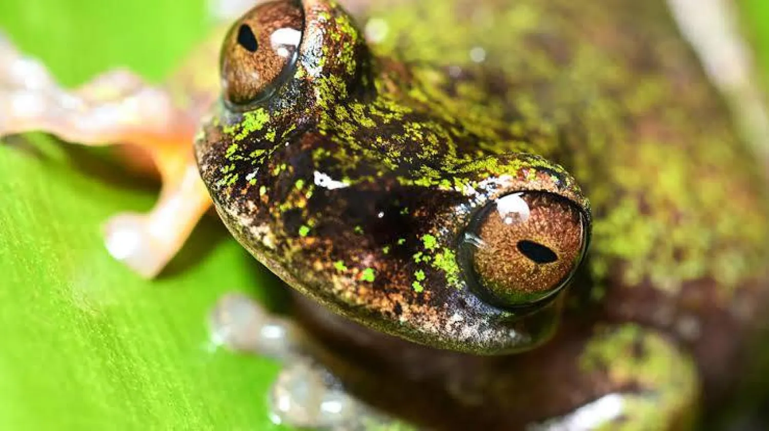 A new species of tree frog that feeds on insects in coffee groves has been found in Costa Rica. Ezequiel BECERRA / AFP
