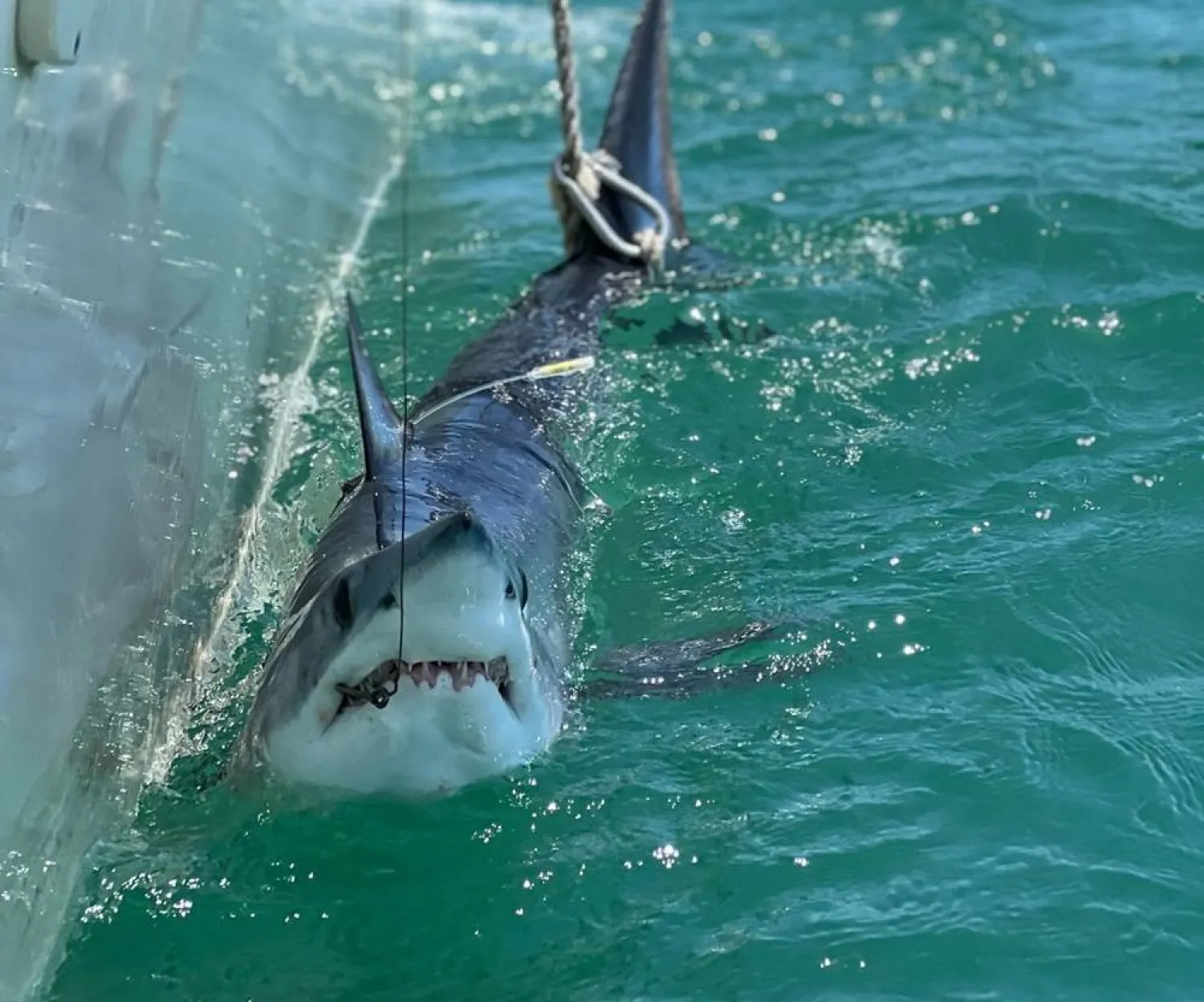 A mako shark temporarily caught by researchers alongside a boat off the coast of Long Island, New York, US, in this photograph taken on June 19, 2024, and released on August 4, 2026. (Yuleny Gomez-Rodriguez/Handout via Reuters)