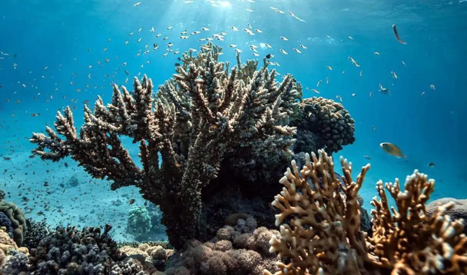 The discovery is the first evidence that corals can develop a protective, immune memory-like response - SPA