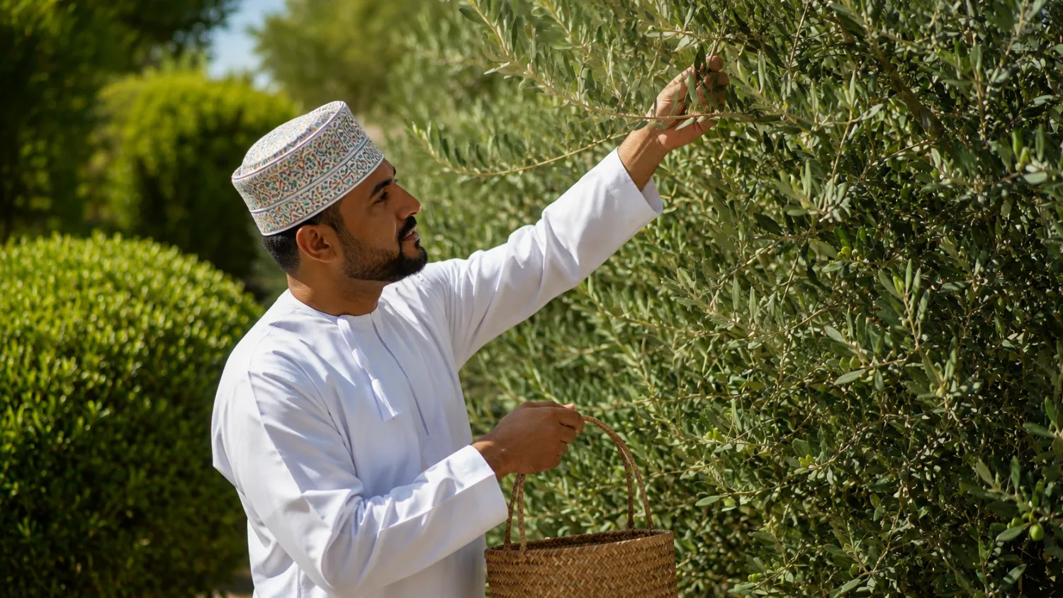 يُقام مهرجان حصاد الزيتون على ارتفاع يزيد على 2000 متر فوق البحر (الشرق الأوسط)