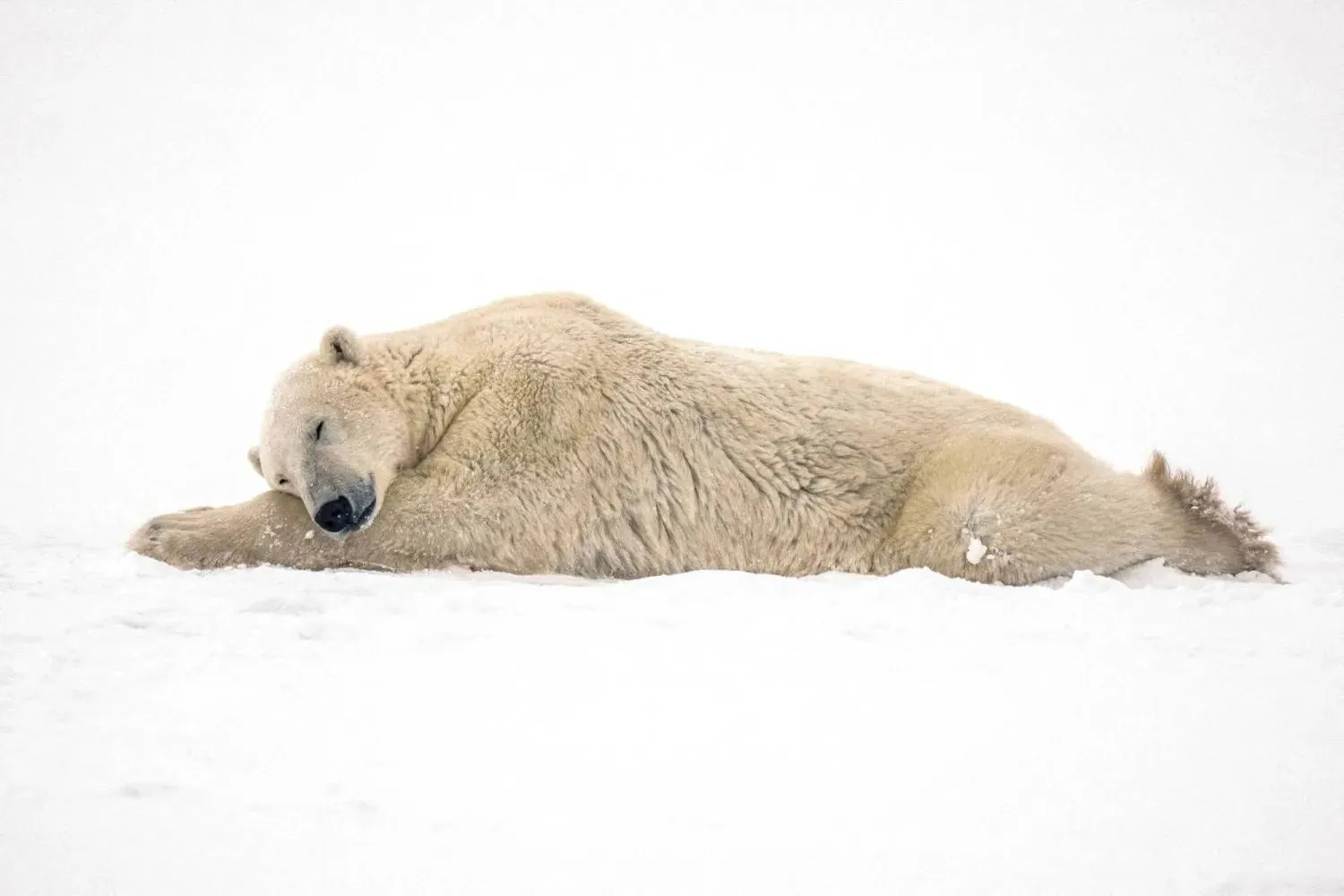 A polar bear rests after sparring with another bear near the Hudson Bay community of Churchill, Manitoba, Canada November 20, 2021. REUTERS/Carlos Osorio