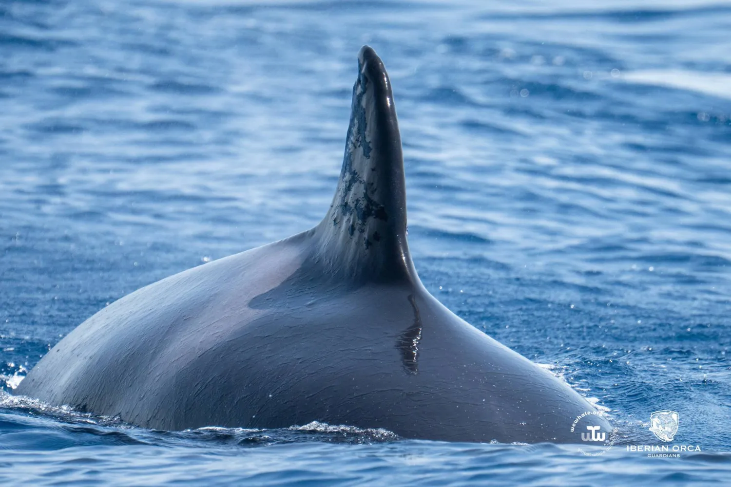 A handout photo shows marks on the dorsal fin of an elderly Iberian orca known as "Toñi," in the Strait of Gibraltar, Spain, August 11, 2026. WeWhale & Iberian Orca Guardians/Handout via REUTERS 