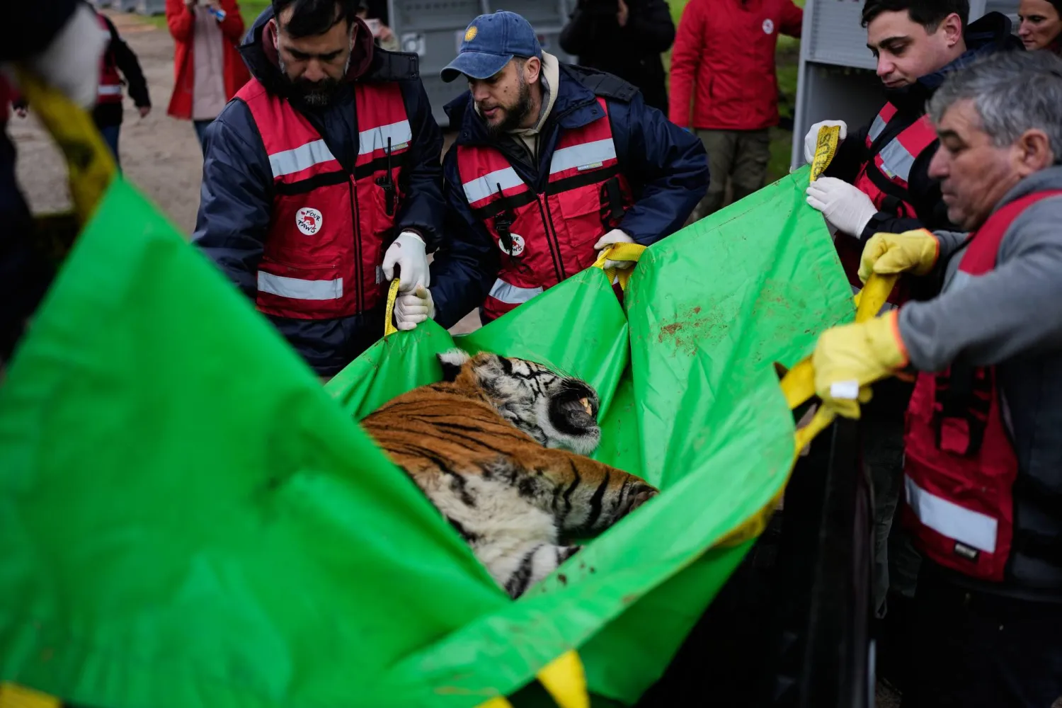 Members of the Four Paws animal welfare organization carry a tiger to a crate for its transfer from a shuttered zoo to a sanctuary in South Africa, in Lujan, Argentina, Friday, Aug. 14, 2026. (AP Photo/Natacha Pisarenko)