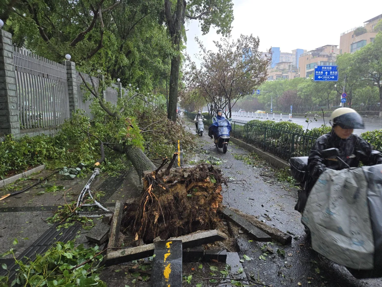 Scooters pass by a tree fallen during the hit of Typhoon Dolphin in Wenzhou, Zhejiang province, China, 10 August 2026. EPA/Yu Riqian CHINA OUT