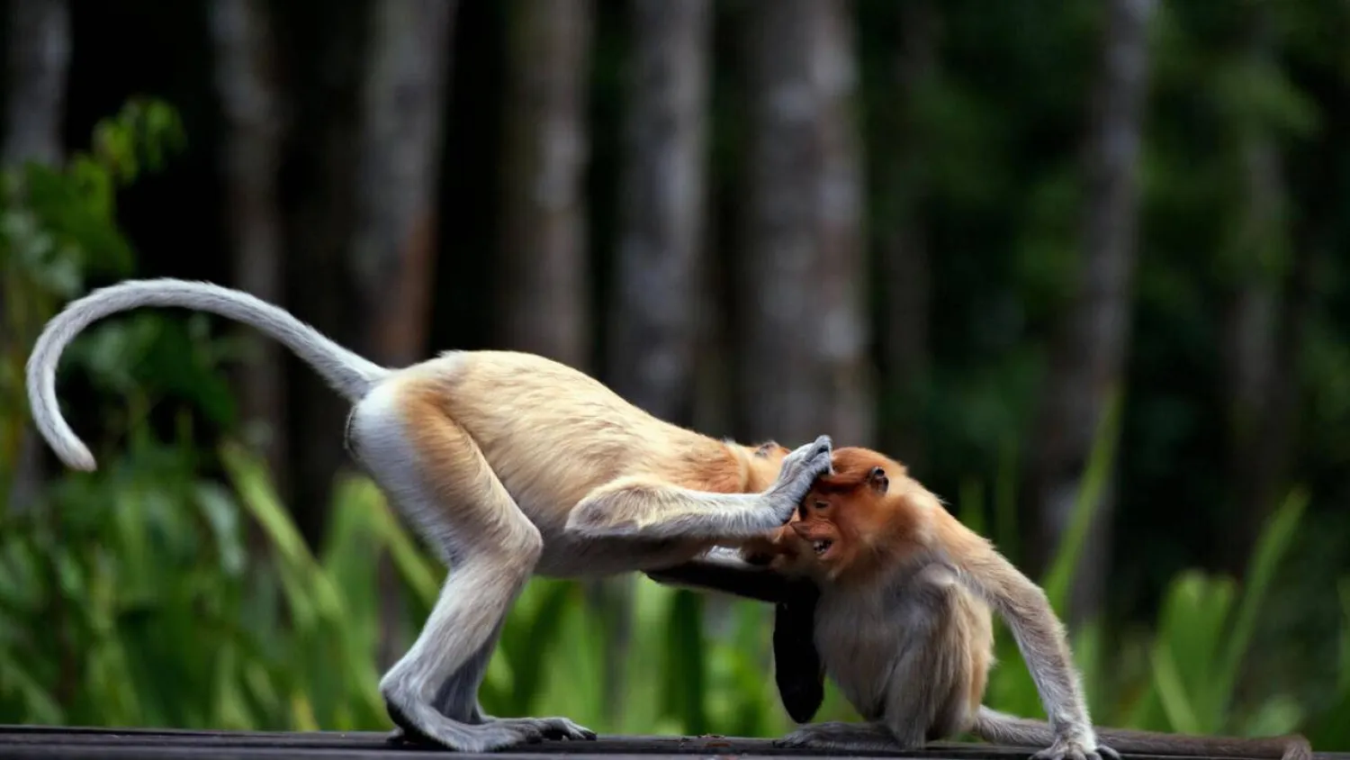 Conservationists warn AI visuals of wild animals make it harder for people to discern what is real. Alex Ogle / AFP/File
