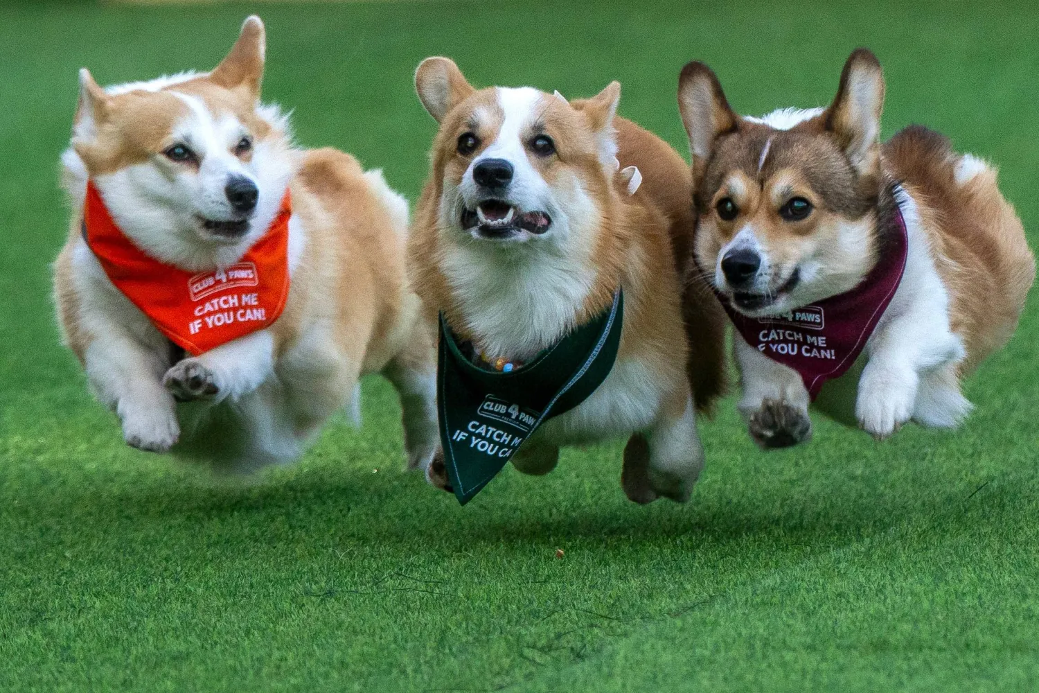  Corgis race during the Corgi Race Vilnius 2026 event in Vilnius, Lithuania, Saturday, Aug. 15, 2026. (AP) 