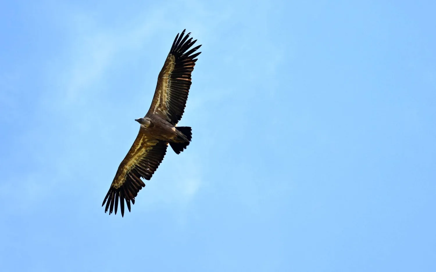 A vulture flies over the Iraty mountains, southwestern France on July 2, 2026. (Photo by Gaizka IROZ / AFP)