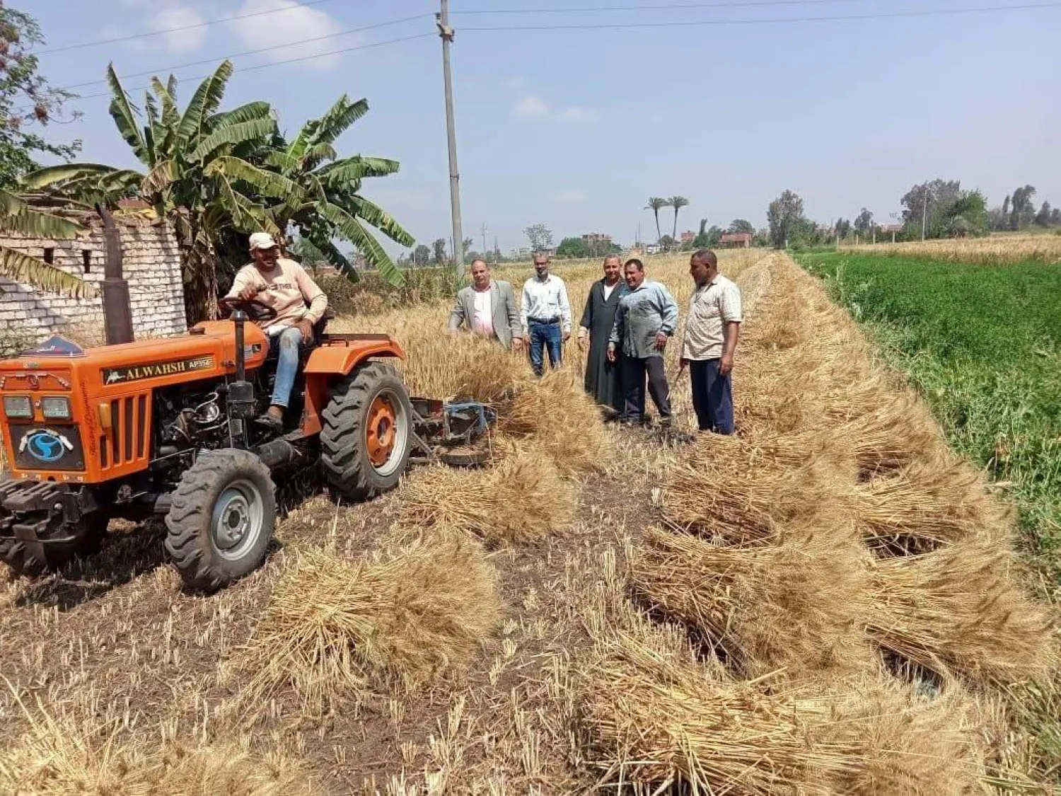 الحكومة المصرية تعمل على زيادة مساحات القمح المنزرعة (صفحة وزارة الزراعة على «فيسبوك»)