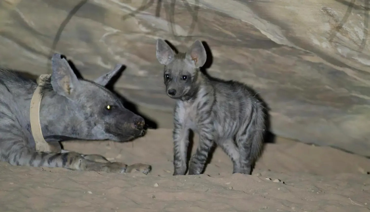 Striped hyenas play an important ecological role by feeding on carcasses and carrion - SPA