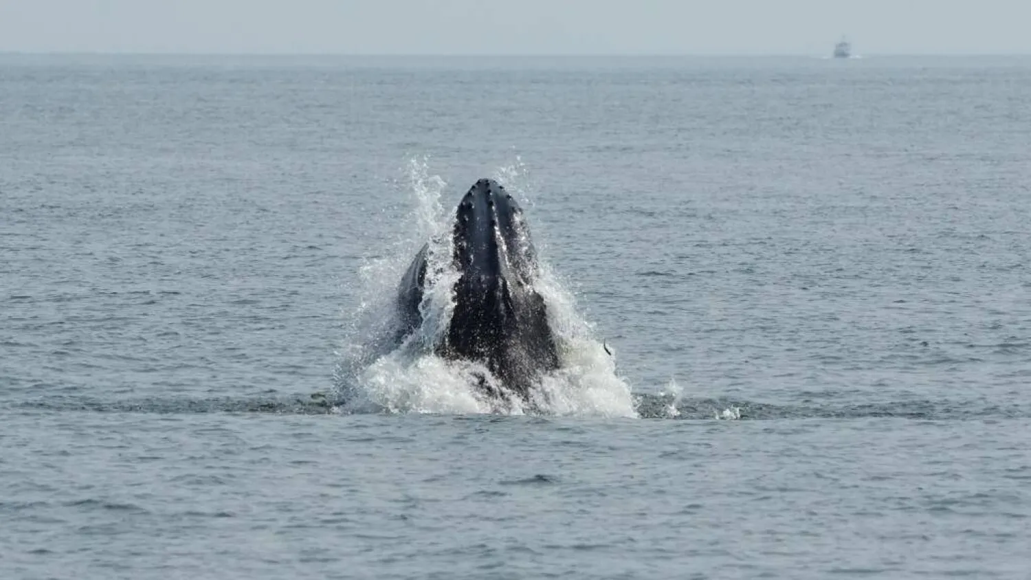 A humpback whale surfaces in the Atlantic Ocean off the coast of New York City on August 13, 2026. TIMOTHY A. CLARY / AFP
