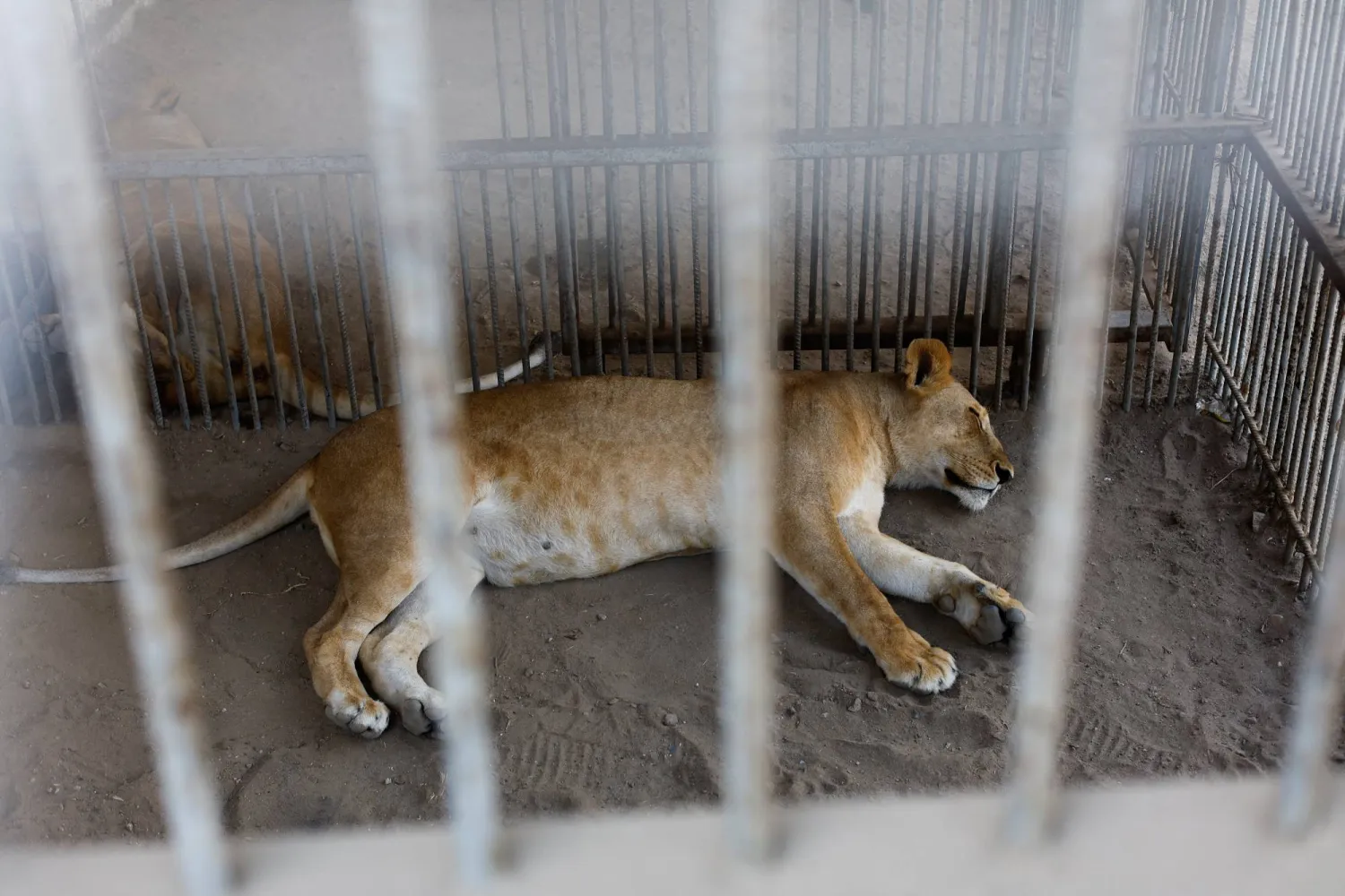 A female lion sleeps inside a cage at a zoo in Nuseirat, in the central Gaza Strip, August 12, 2026. (Reuters)