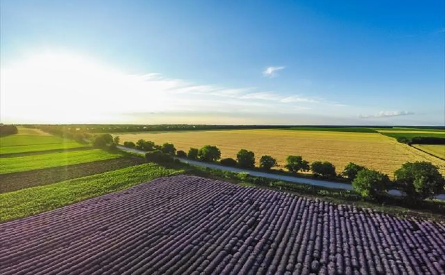 حقول زراعية تمثل استخدامات منتجات الأسمدة والمغذيات الزراعية (سابك للمغذيات الزراعية)