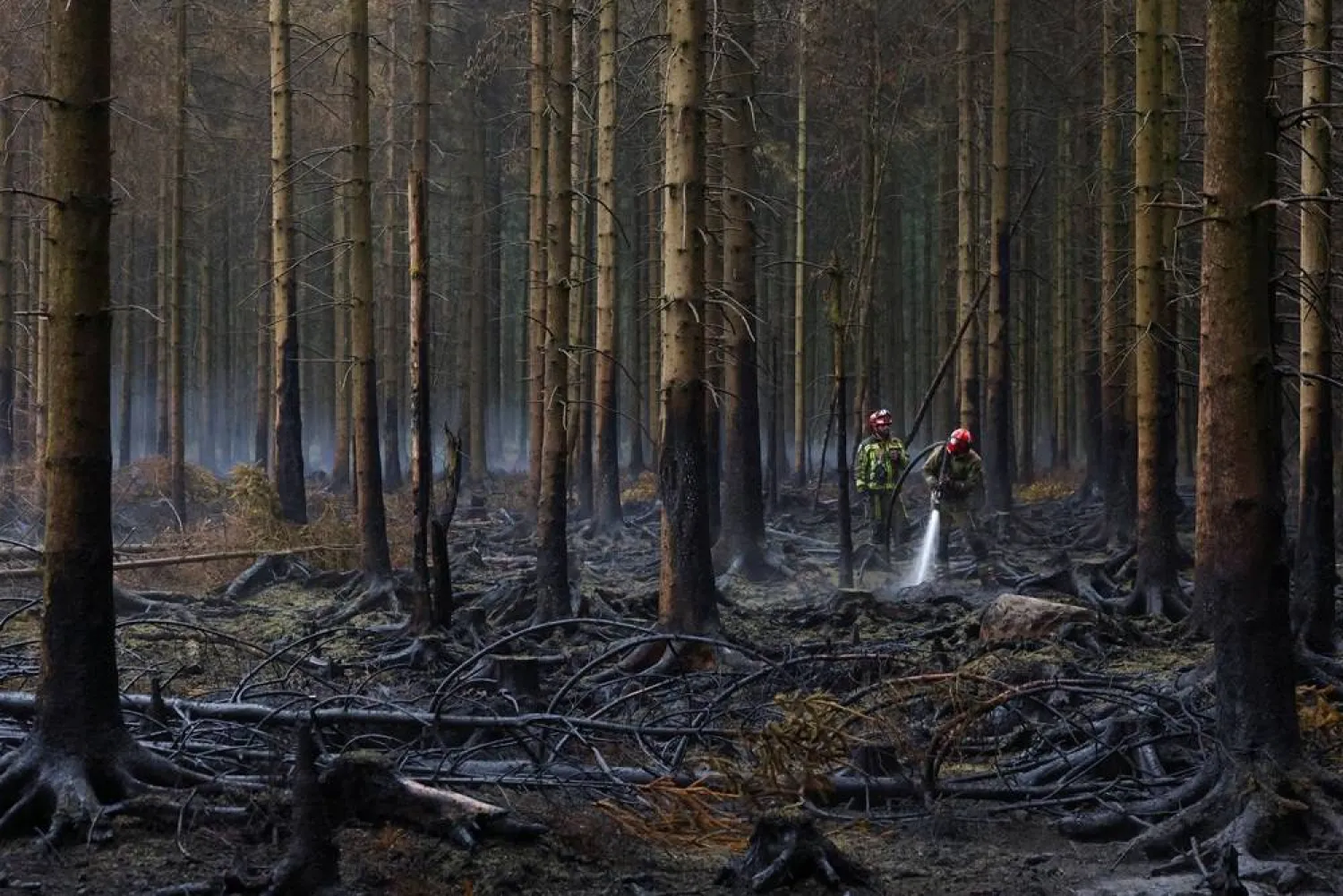  Belgian firefighters work in a forest affected by a wildfire in Waimes, in the High Fens (Hautes Fagnes) region, Belgium, August 18, 2026. (Reuters)