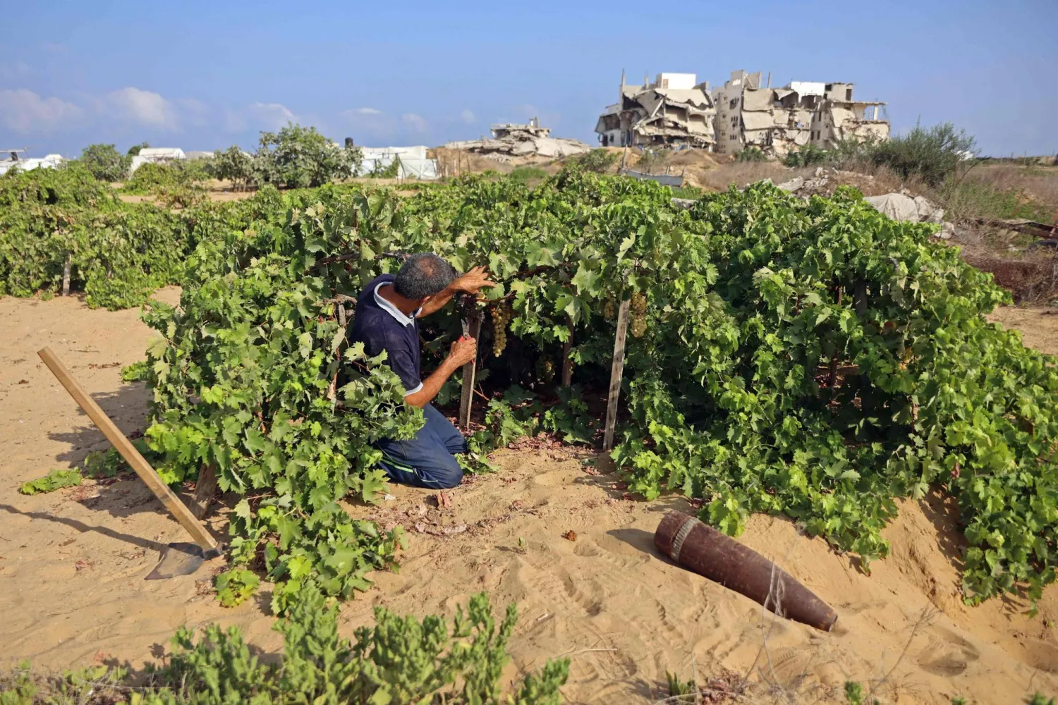 مزارع فلسطيني يقطف العنب بجوار قذيفة فارغة في أحد كروم حي الشيخ عجلين بمدينة غزة (أ.ف.ب)