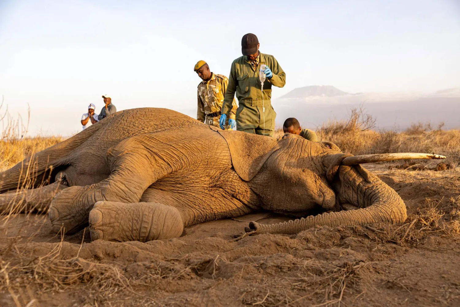 Veterinary officers from the Sheldrick Wildlife Trust and Kenya Wildlife Service (KWS) attend to a male elephant lying on the ground after falling ill at Kitenden B Community Conservancy in Amboseli, Kajiado County, on August 12, 2026. (Photo by SIMON MAINA / AFP)