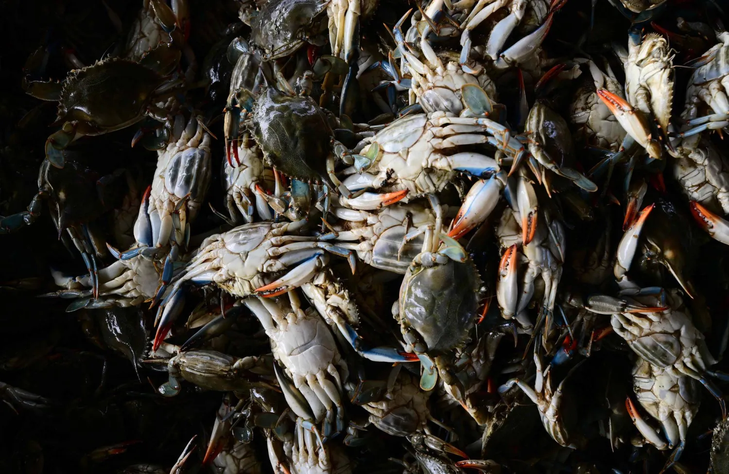 Live blue crabs harvested by local fishermen in the Po river are seen in a waste bucket at Scardovari, Italy, northeast Italy, on June 26, 2026. (AFP)