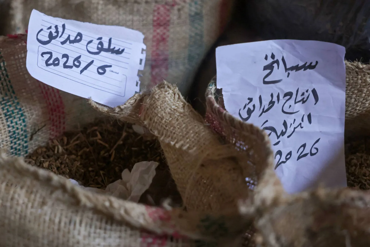 أكياس تحتوي على بذور السبانخ والسلق داخل «بنك بذور القرارة» في دير البلح وسط قطاع غزة (أ.ف.ب)