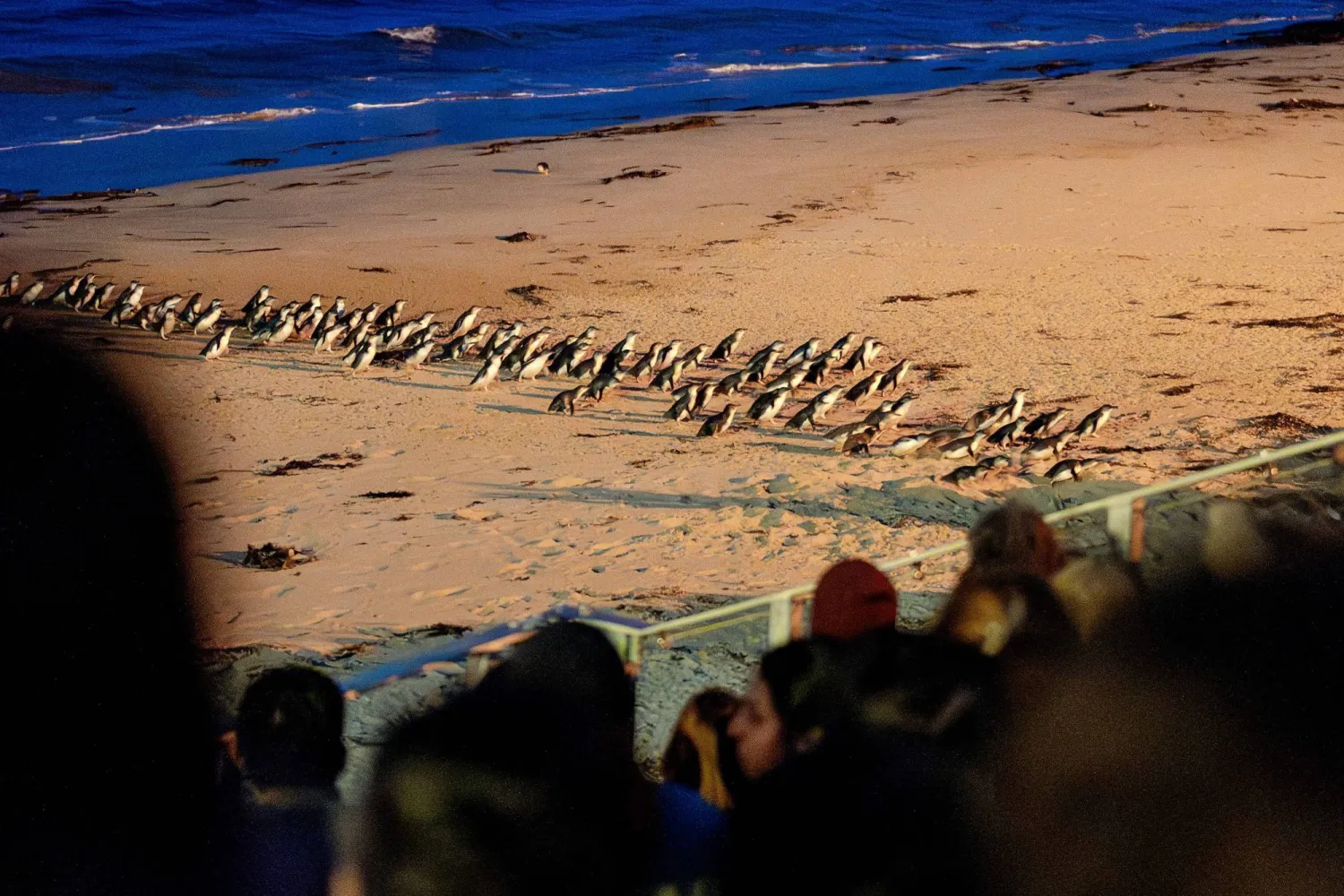 This handout photo taken on August 13, 2024 and released by Phillip Island Nature Parks on August 20, 2026 shows tourists watching the "Penguin Parade" at Phillip Island Nature Parks in Victoria. (Photo by Handout / Phillip Island Nature Parks / AFP)
